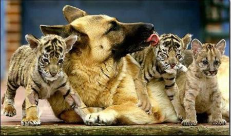Les animaux