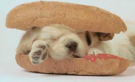 hot dog